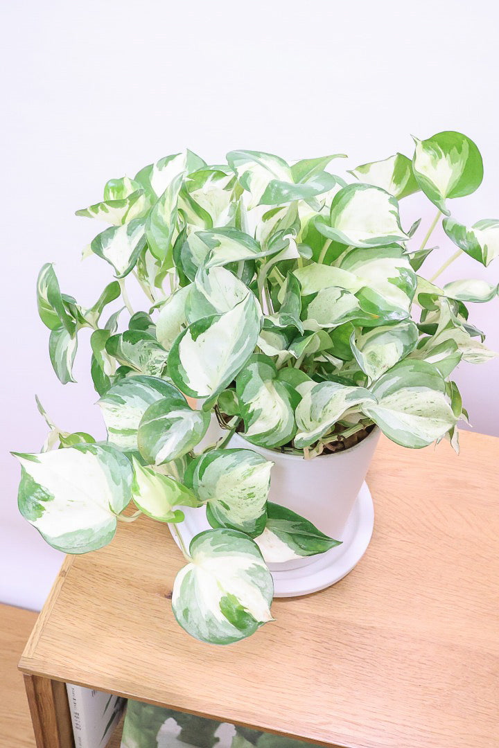 【ポトス ステータス】ホワイト&グリーンの人気種!葉はたまご型でとってもかわいいです♪