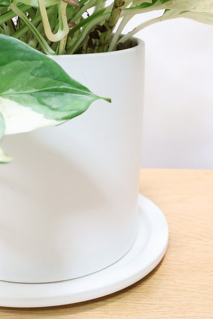 【ポトス ステータス】ホワイト&グリーンの人気種!葉はたまご型でとってもかわいいです♪