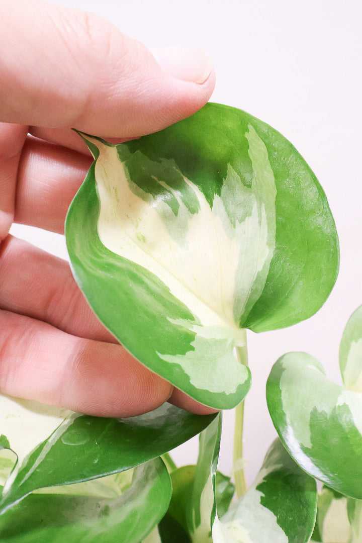 【ポトス ステータス】ホワイト&グリーンの人気種!葉はたまご型でとってもかわいいです♪