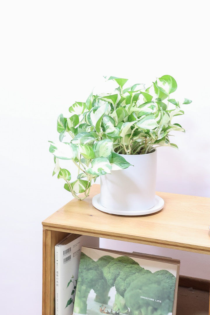 【ポトス ステータス】ホワイト&グリーンの人気種!葉はたまご型でとってもかわいいです♪