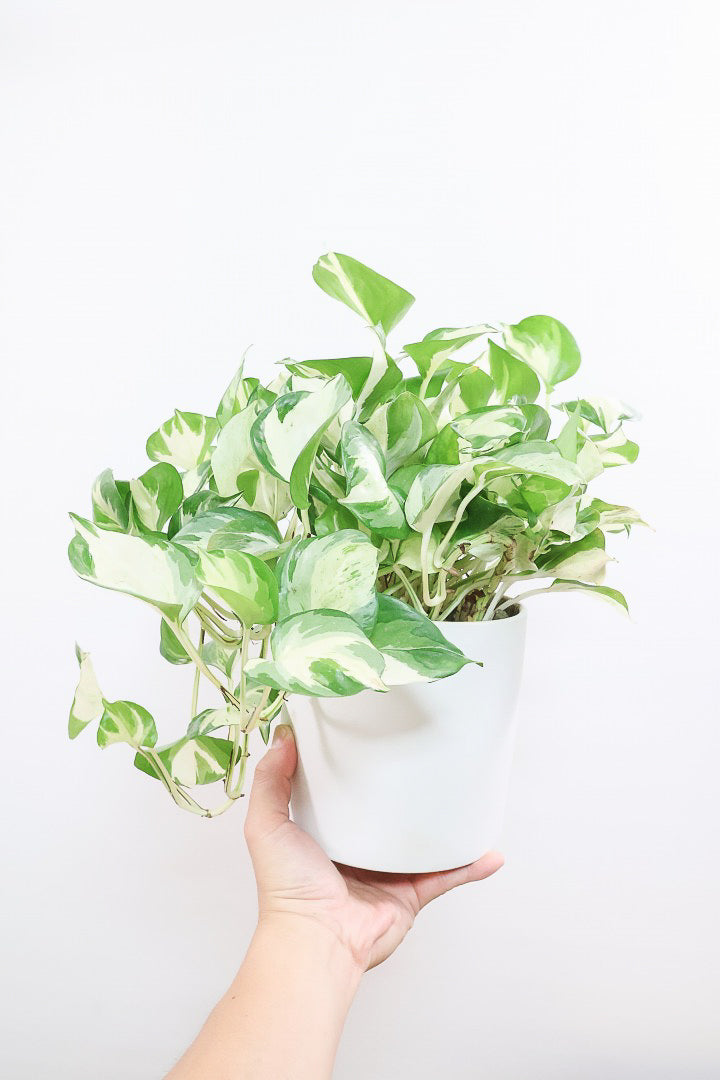 【ポトス ステータス】ホワイト&グリーンの人気種!葉はたまご型でとってもかわいいです♪