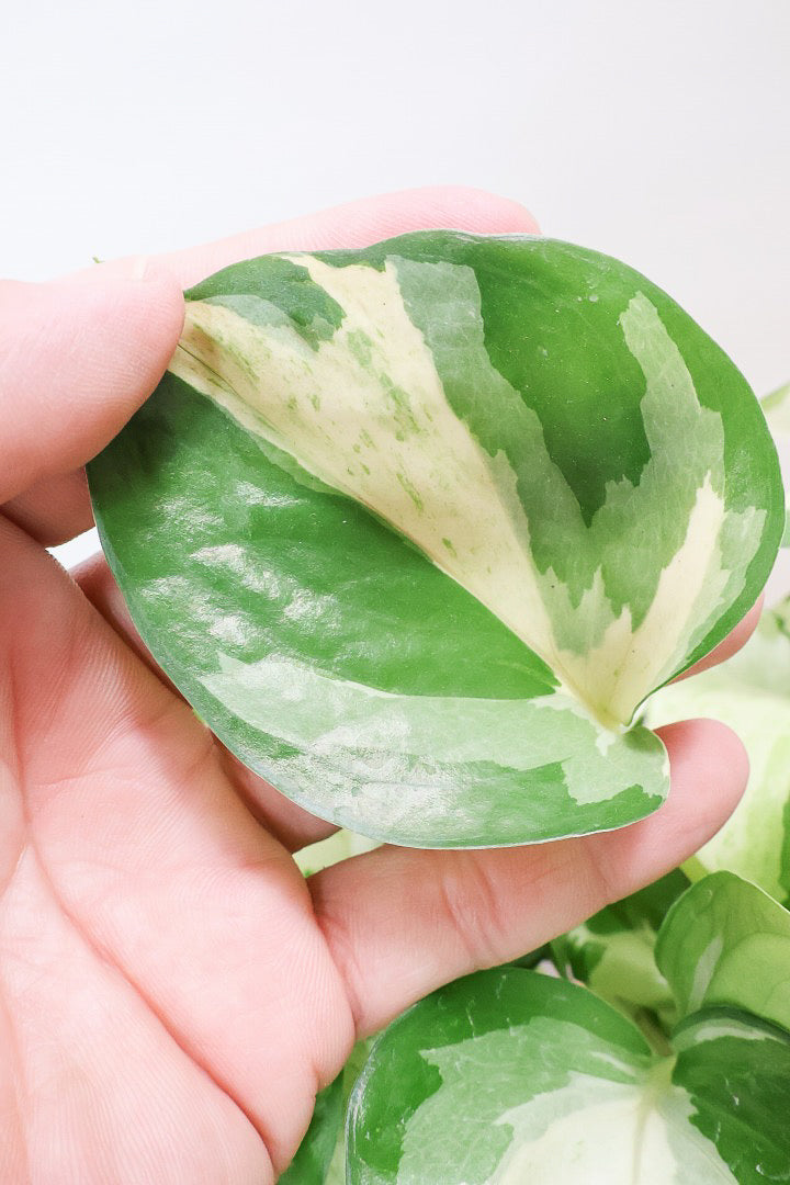 【ポトス ステータス】ホワイト&グリーンの人気種!葉はたまご型でとってもかわいいです♪