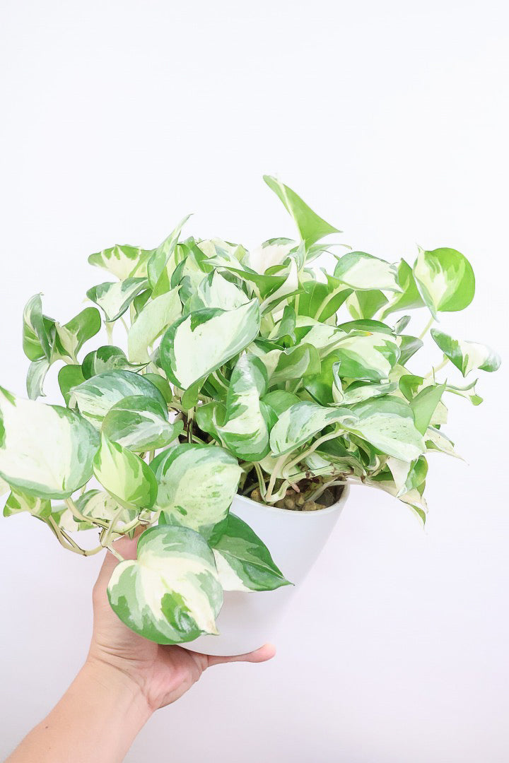 【ポトス ステータス】ホワイト&グリーンの人気種!葉はたまご型でとってもかわいいです♪