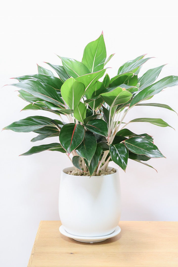 【アグラオネマ エメラルド】ちょっとシックな葉色。真ん中のピンクのラインが特徴!それぞれの葉色が異なるところも素敵