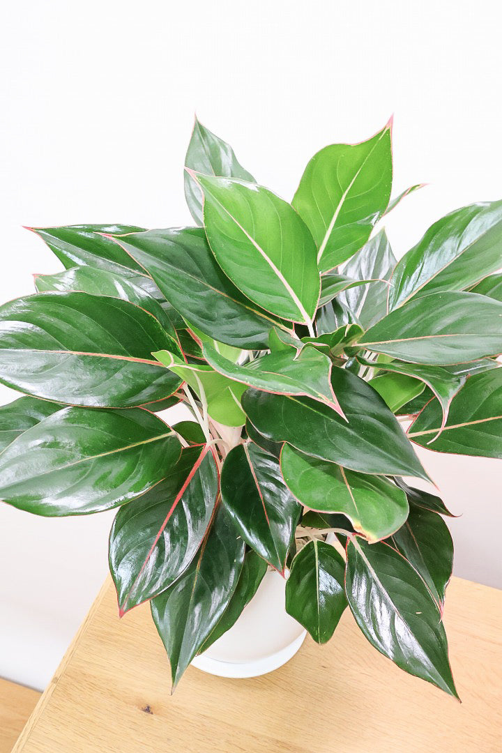 【アグラオネマ エメラルド】ちょっとシックな葉色。真ん中のピンクのラインが特徴!それぞれの葉色が異なるところも素敵