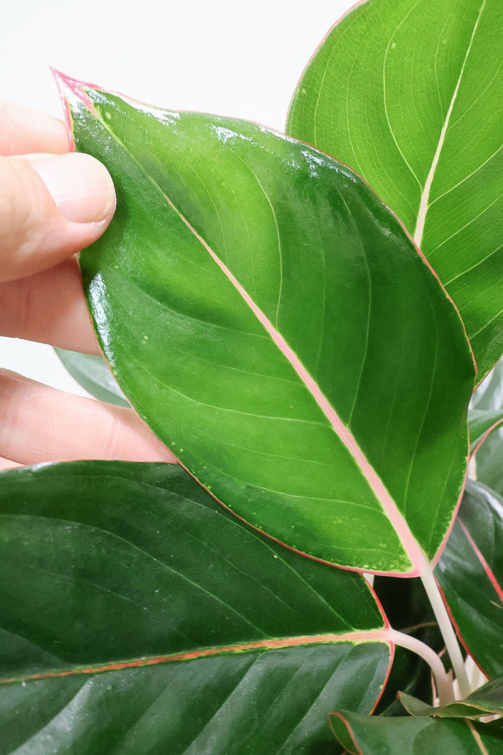 【アグラオネマ エメラルド】ちょっとシックな葉色。真ん中のピンクのラインが特徴!それぞれの葉色が異なるところも素敵