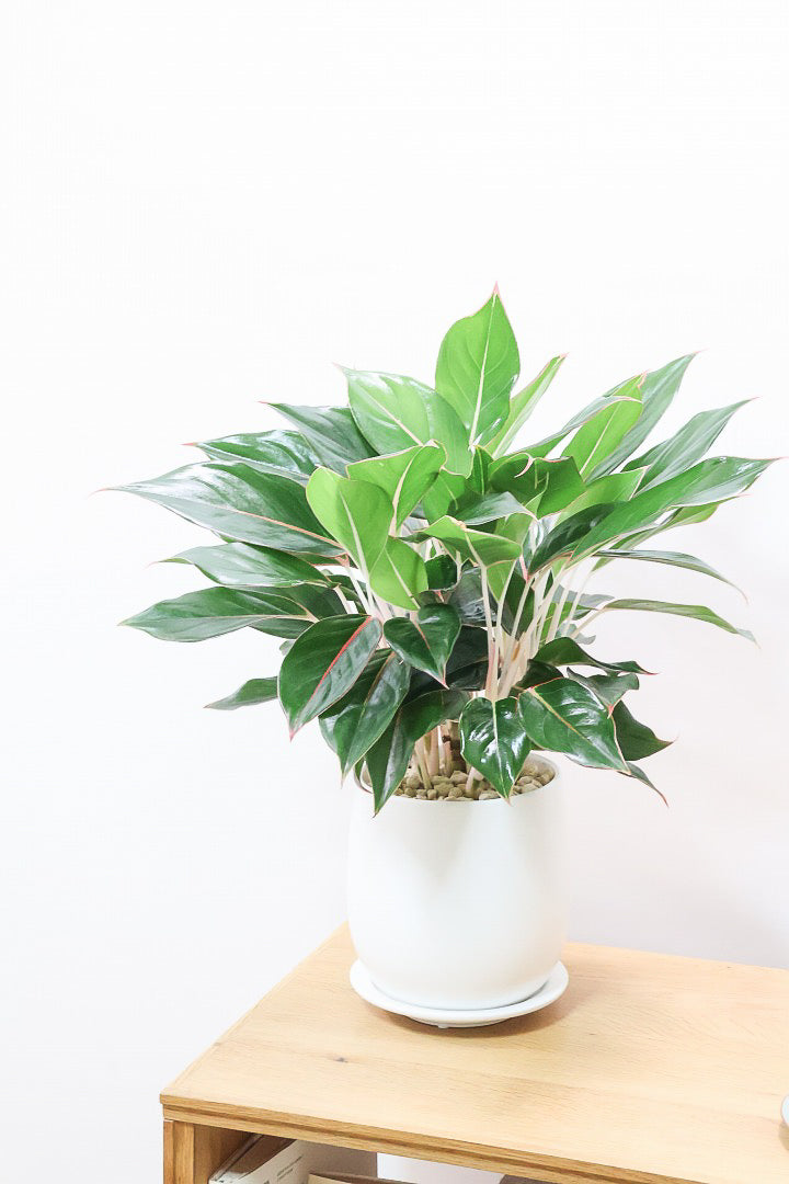 【アグラオネマ エメラルド】ちょっとシックな葉色。真ん中のピンクのラインが特徴!それぞれの葉色が異なるところも素敵