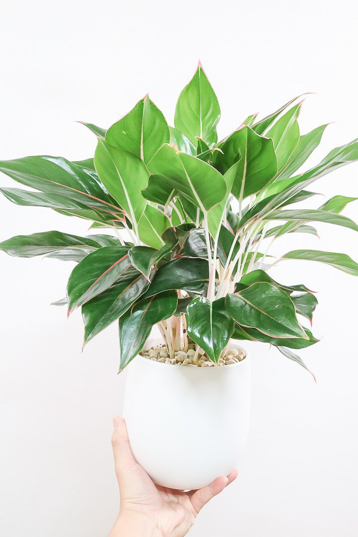 【アグラオネマ エメラルド】ちょっとシックな葉色。真ん中のピンクのラインが特徴!それぞれの葉色が異なるところも素敵