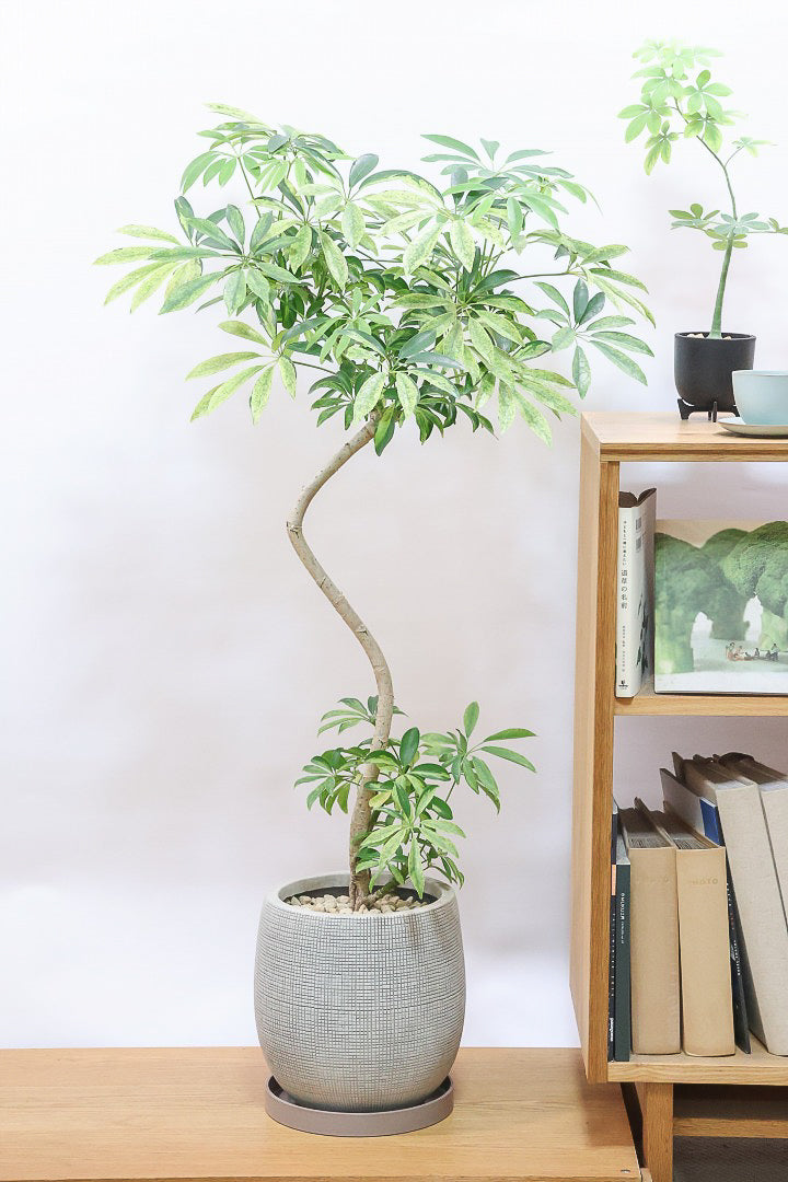 シェフレラ シェフレラ アッシュフォリアIV60474| 観葉植物の通信販売