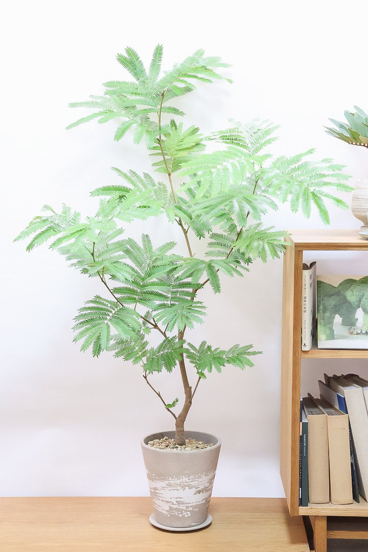 エバーフレッシュBR60478| 観葉植物の通信販売 | APEGO(アペーゴ)