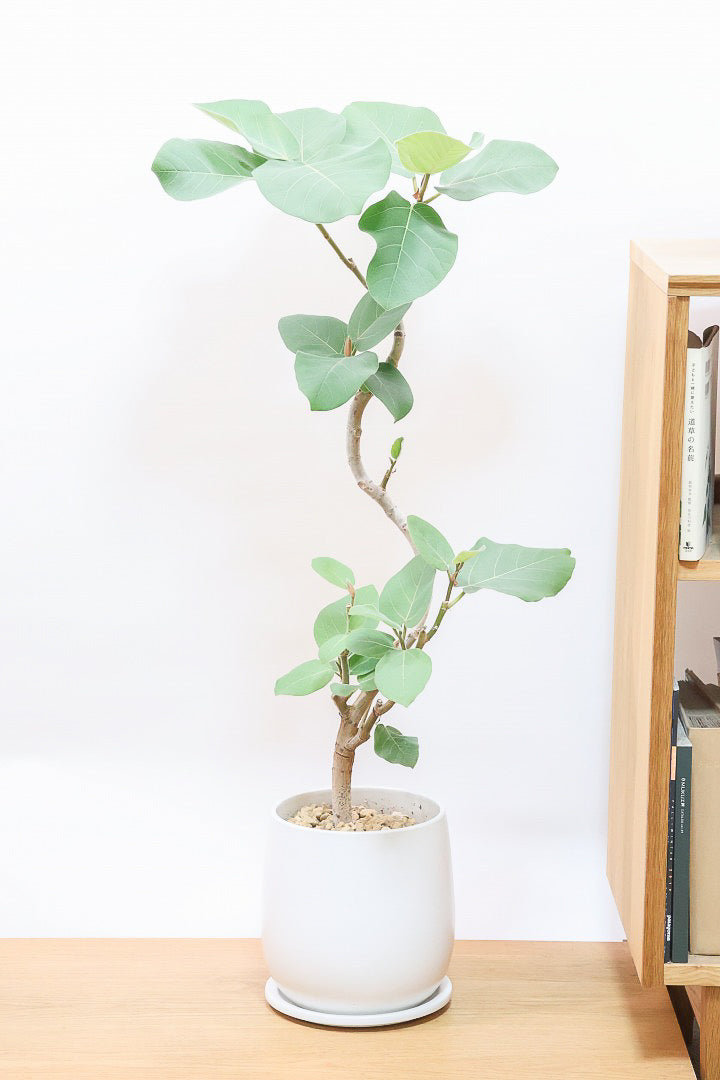【フィカス エベレスト】程よいサイズ感!フィカスの中でも希少な品種!しかも今回は美しい曲り樹形!これは絶対にオススメ!