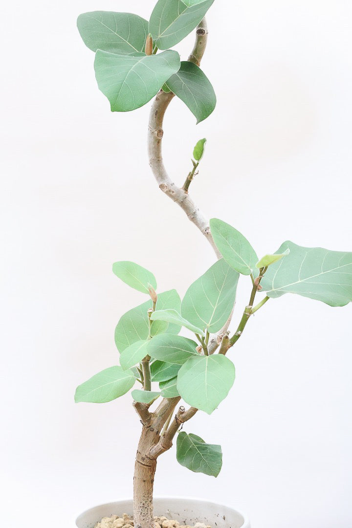 【フィカス エベレスト】程よいサイズ感!フィカスの中でも希少な品種!しかも今回は美しい曲り樹形!これは絶対にオススメ!