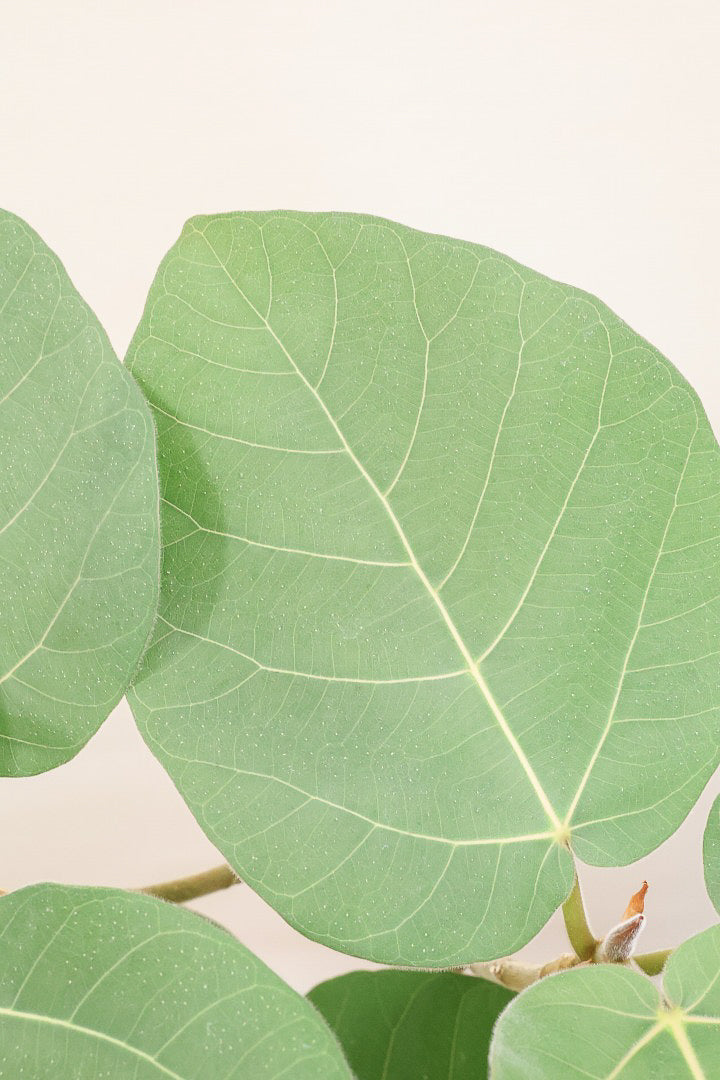 【フィカス エベレスト】程よいサイズ感!フィカスの中でも希少な品種!しかも今回は美しい曲り樹形!これは絶対にオススメ!