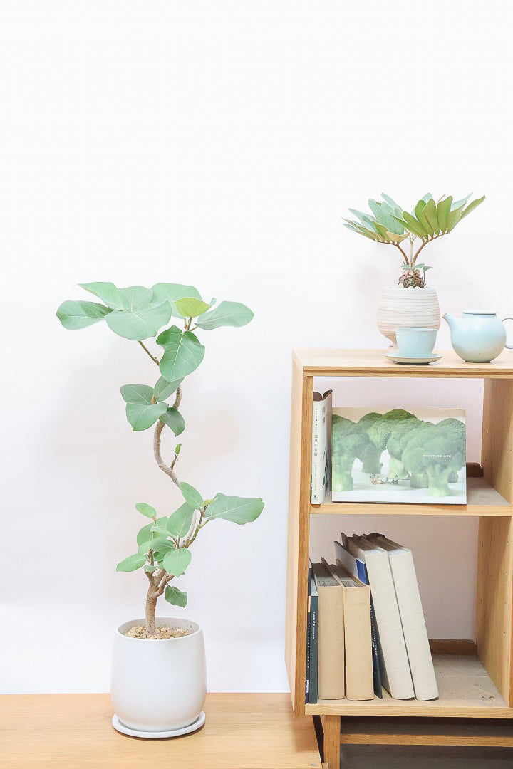 【フィカス エベレスト】程よいサイズ感!フィカスの中でも希少な品種!しかも今回は美しい曲り樹形!これは絶対にオススメ!