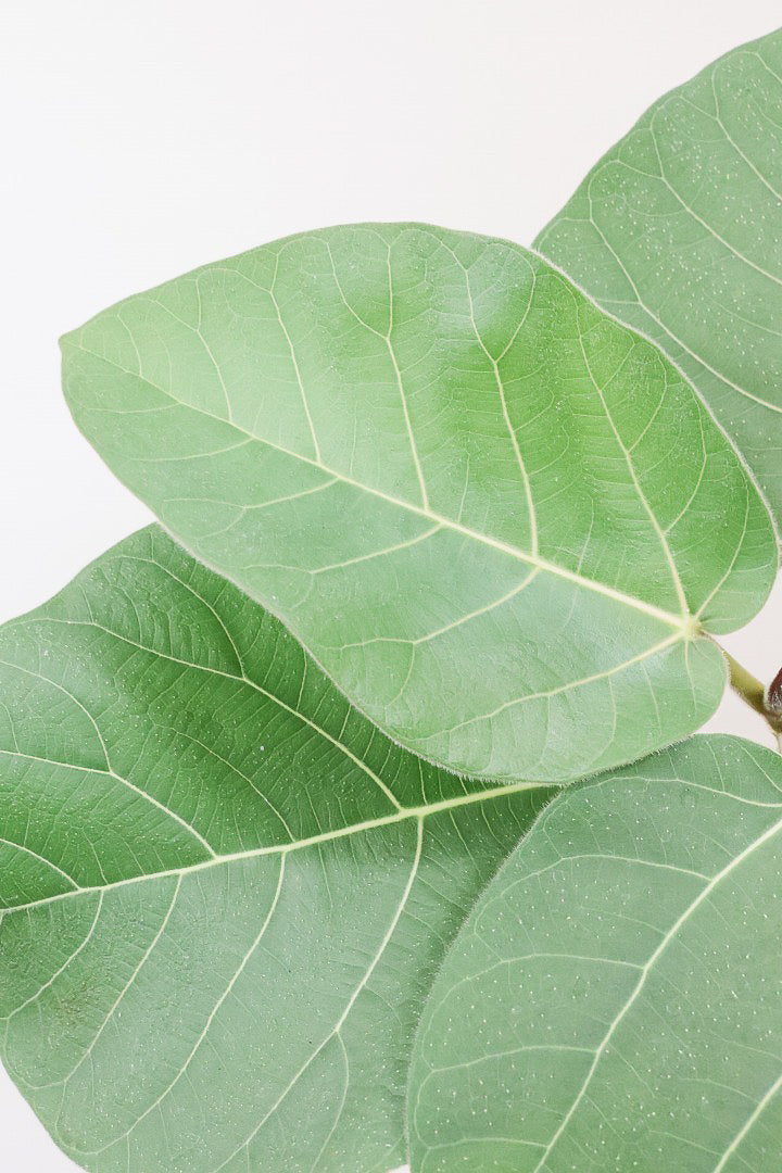 【フィカス エベレスト】程よいサイズ感!フィカスの中でも希少な品種!しかも今回は美しい曲り樹形!これは絶対にオススメ!