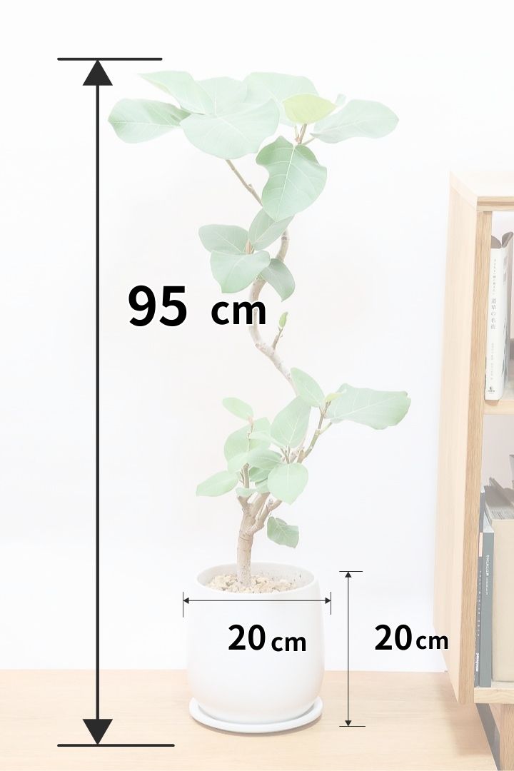 【フィカス エベレスト】程よいサイズ感!フィカスの中でも希少な品種!しかも今回は美しい曲り樹形!これは絶対にオススメ!