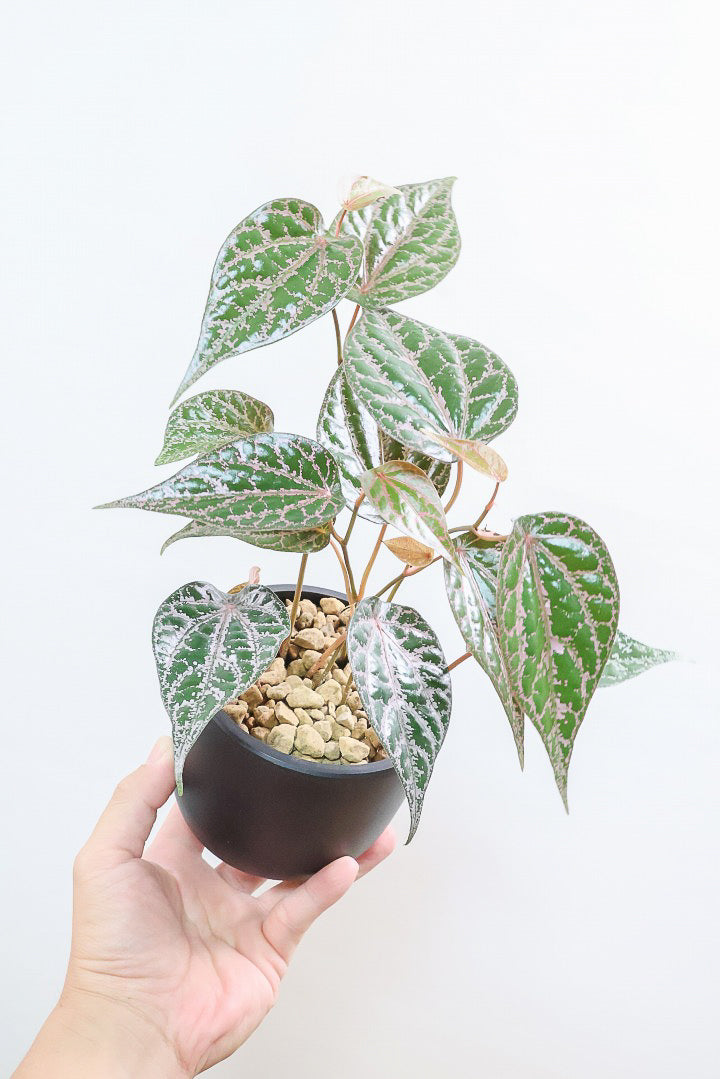 アビウ鉢植え　特大　110センチ　3-1 花芽 アビウ鉢植え 特大 110センチ 3-1 花芽