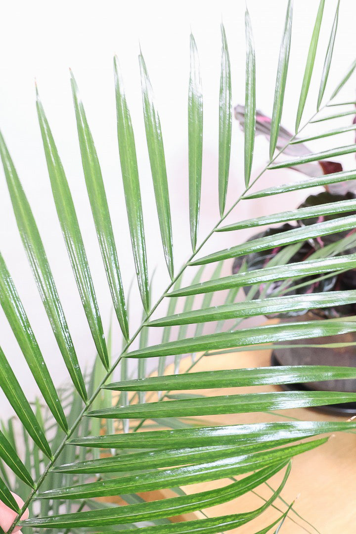 【ブラジルヒメヤシ】漢字で書くと姫椰子。葉が細くて女性らしいしなやかなヤシ。葉には光沢があり上品な印象です!