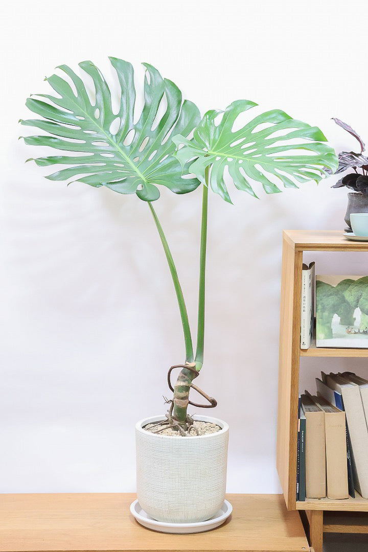 モンステラ Monstera deliciosa special selected Gold🍌 new leaves 何度も