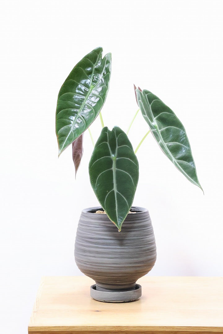 アロカシア スーヒルマニアナWGL60500観葉植物の通信販売 | APEGO