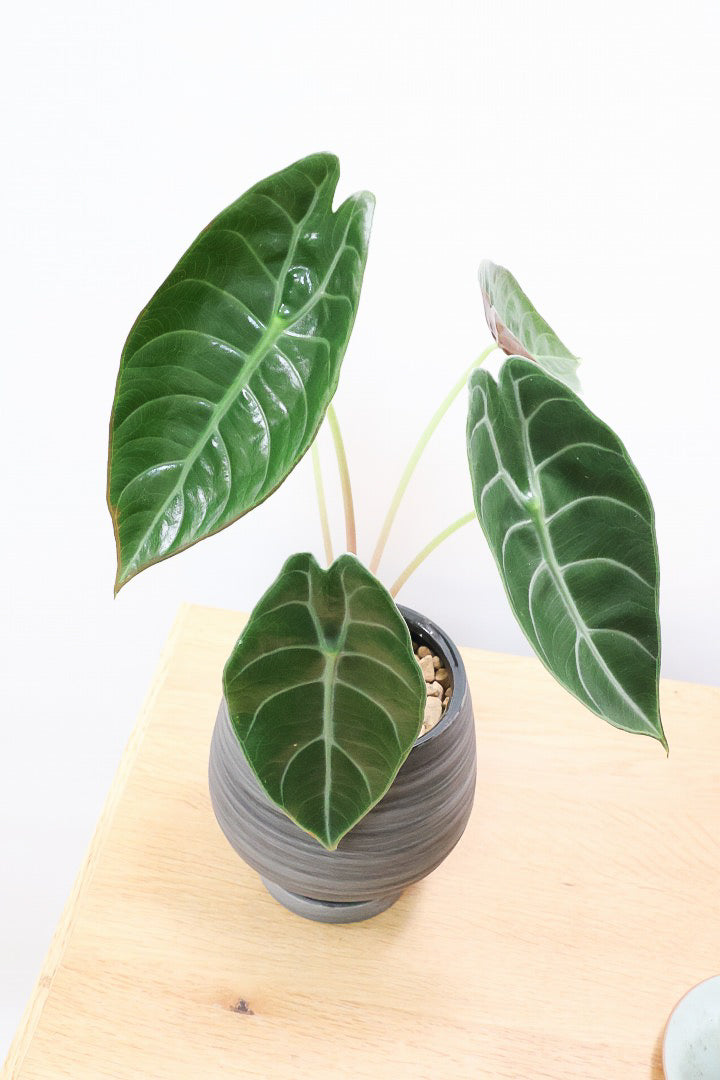 【アロカシア スーヒルマニアナ】APEGO初入荷!ダークカラーの葉色なのでとてもカッコいいですよ!