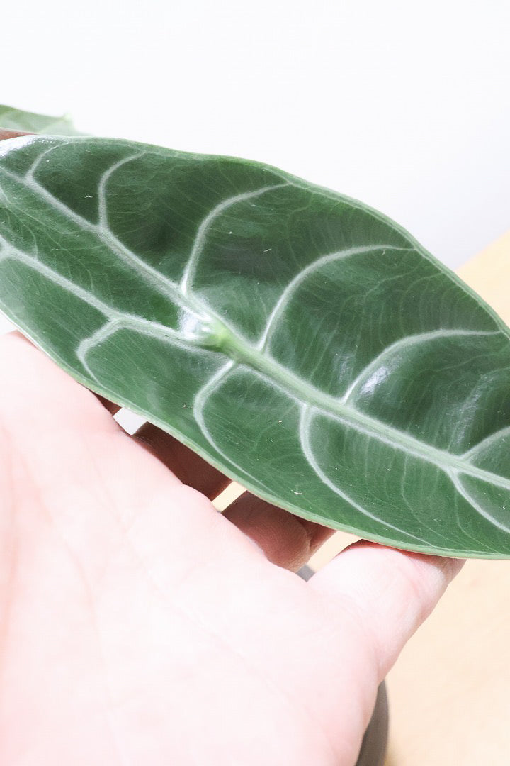 【アロカシア スーヒルマニアナ】APEGO初入荷!ダークカラーの葉色なのでとてもカッコいいですよ!