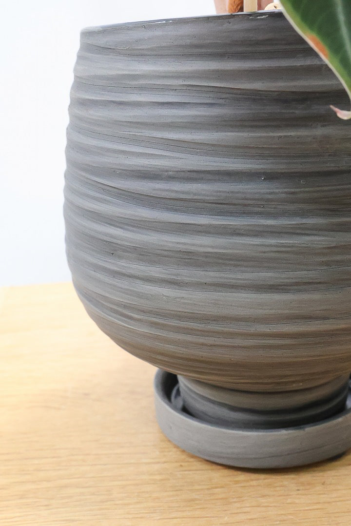 【アロカシア スーヒルマニアナ】APEGO初入荷!ダークカラーの葉色なのでとてもカッコいいですよ!