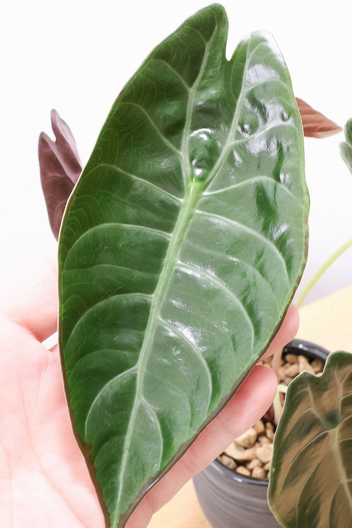 【アロカシア スーヒルマニアナ】APEGO初入荷!ダークカラーの葉色なのでとてもカッコいいですよ!