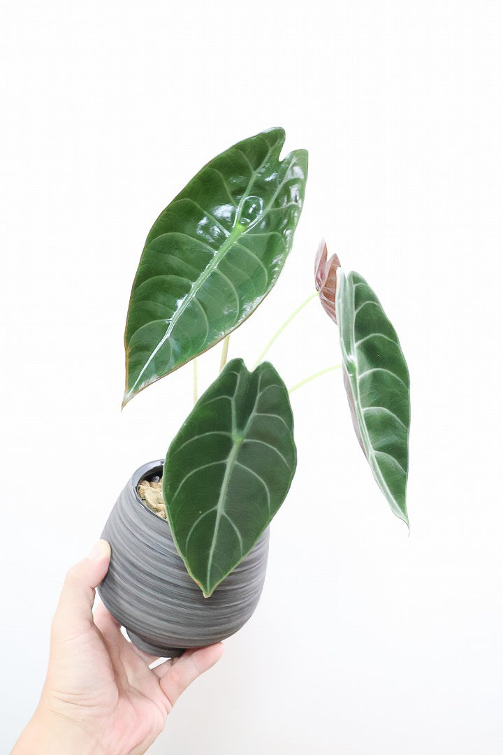 【アロカシア スーヒルマニアナ】APEGO初入荷!ダークカラーの葉色なのでとてもカッコいいですよ!