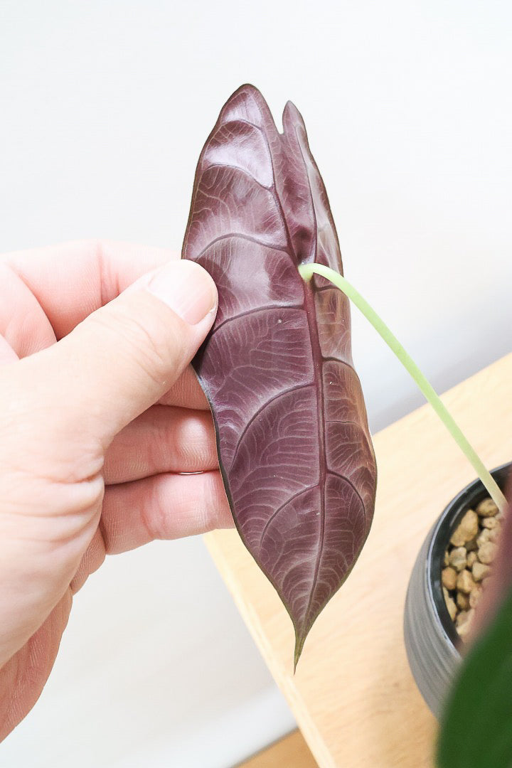 【アロカシア スーヒルマニアナ】APEGO初入荷!ダークカラーの葉色なのでとてもカッコいいですよ!