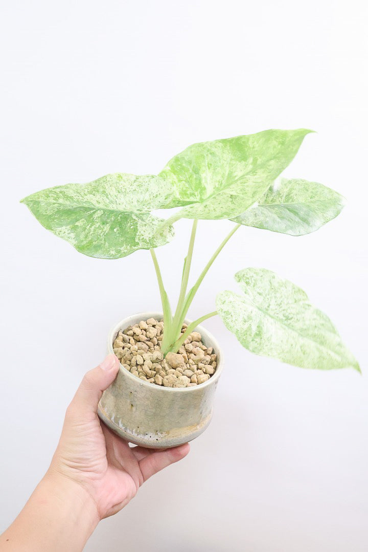 【アロカシア バティックオドラ】爽やかな葉色が素晴らしい人気の品種!繊細そうに見えて意外と丈夫なんです!