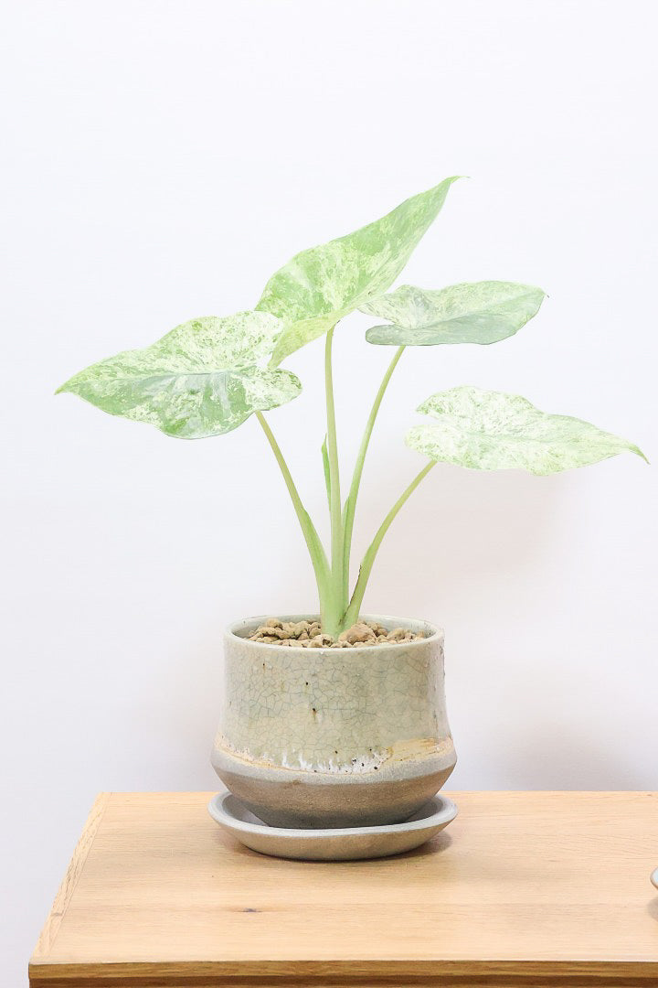 【アロカシア バティックオドラ】爽やかな葉色が素晴らしい人気の品種!繊細そうに見えて意外と丈夫なんです!