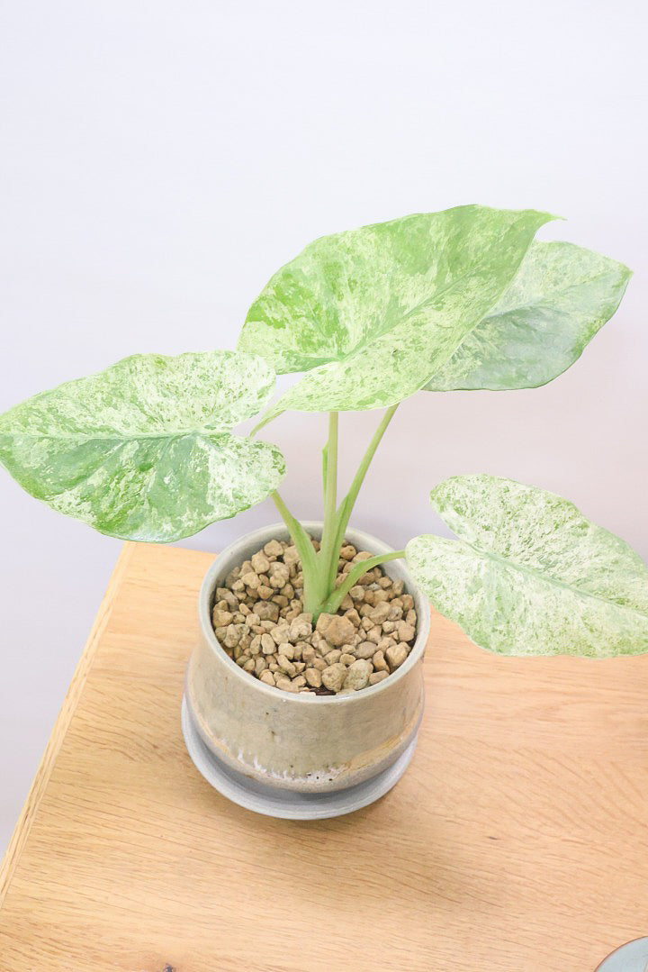 【アロカシア バティックオドラ】爽やかな葉色が素晴らしい人気の品種!繊細そうに見えて意外と丈夫なんです!