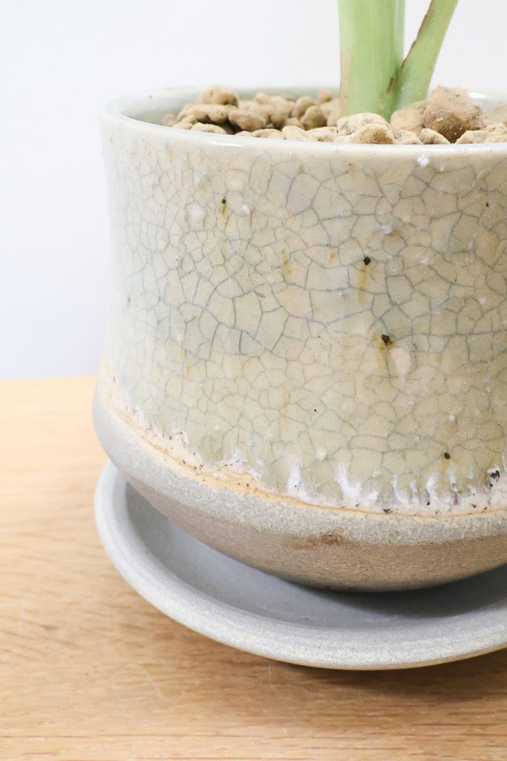 【アロカシア バティックオドラ】爽やかな葉色が素晴らしい人気の品種!繊細そうに見えて意外と丈夫なんです!