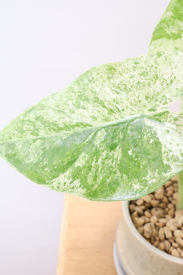 【アロカシア バティックオドラ】爽やかな葉色が素晴らしい人気の品種!繊細そうに見えて意外と丈夫なんです!