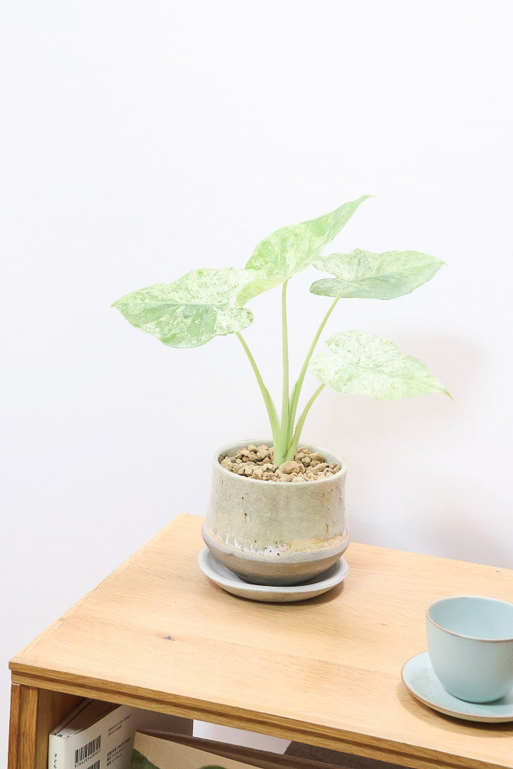 【アロカシア バティックオドラ】爽やかな葉色が素晴らしい人気の品種!繊細そうに見えて意外と丈夫なんです!