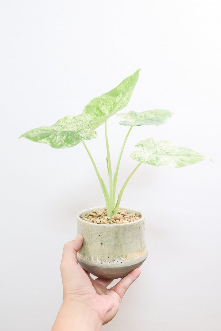 【アロカシア バティックオドラ】爽やかな葉色が素晴らしい人気の品種!繊細そうに見えて意外と丈夫なんです!