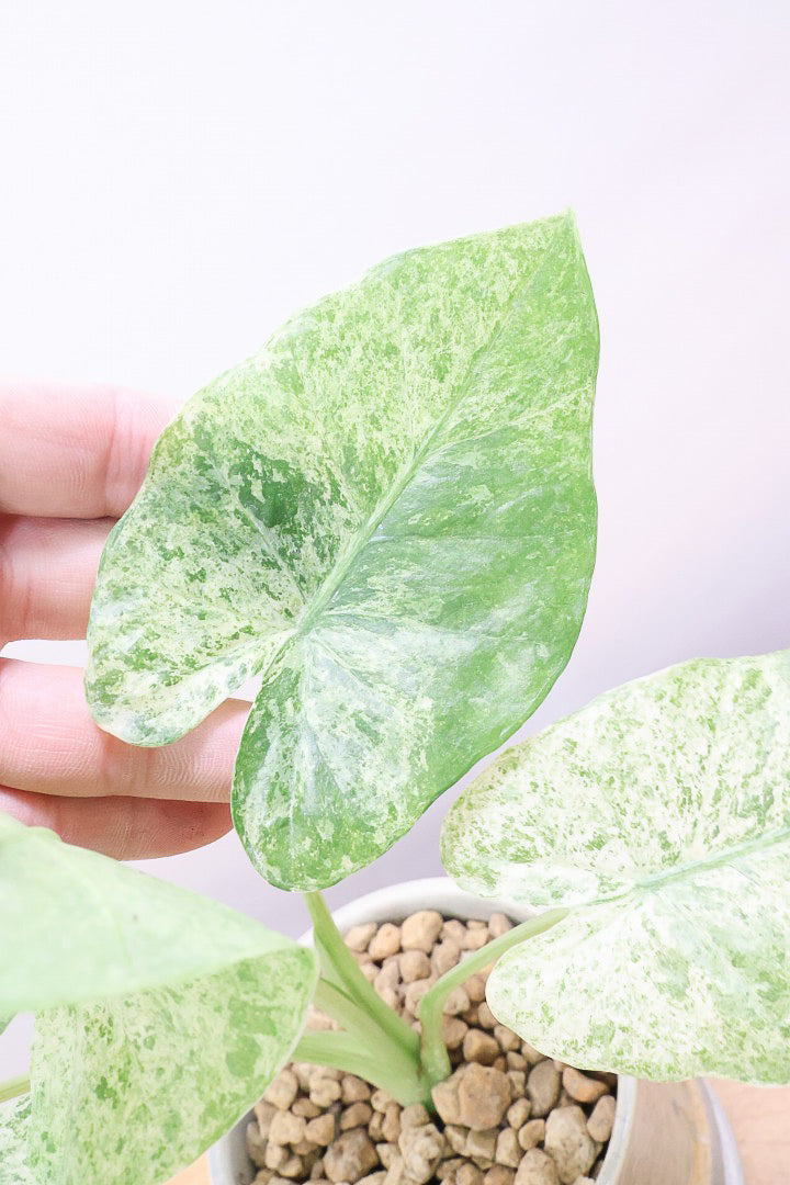 【アロカシア バティックオドラ】爽やかな葉色が素晴らしい人気の品種!繊細そうに見えて意外と丈夫なんです!