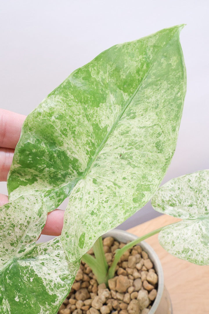 【アロカシア バティックオドラ】爽やかな葉色が素晴らしい人気の品種!繊細そうに見えて意外と丈夫なんです!