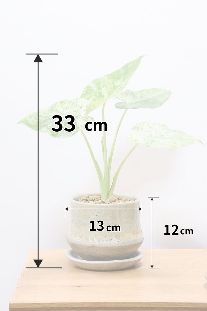 【アロカシア バティックオドラ】爽やかな葉色が素晴らしい人気の品種!繊細そうに見えて意外と丈夫なんです!