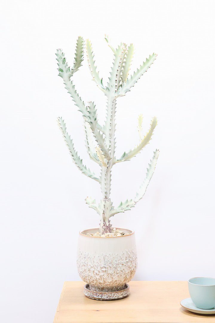 【ユーフォルビア ラクティア ホワイトゴースト】良い樹形!名前の通りホワイトの幹肌がとても美しい!意外と育てやすい!POTもこだわりのデザイン!