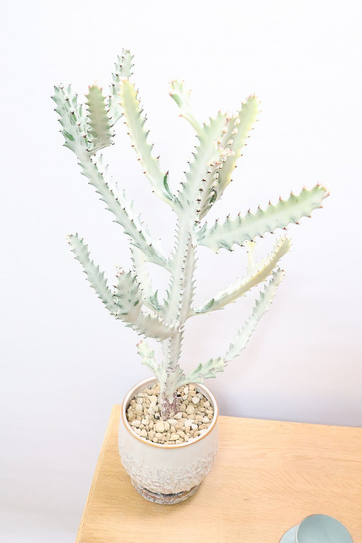 【ユーフォルビア ラクティア ホワイトゴースト】良い樹形!名前の通りホワイトの幹肌がとても美しい!意外と育てやすい!POTもこだわりのデザイン!