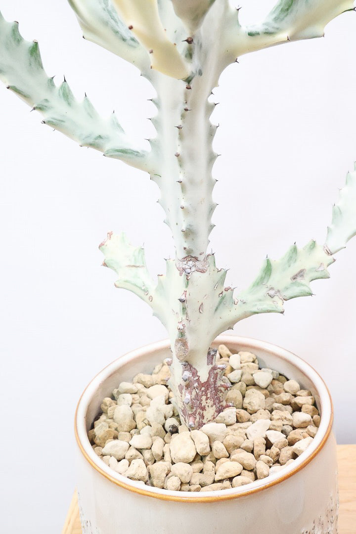 【ユーフォルビア ラクティア ホワイトゴースト】良い樹形!名前の通りホワイトの幹肌がとても美しい!意外と育てやすい!POTもこだわりのデザイン!