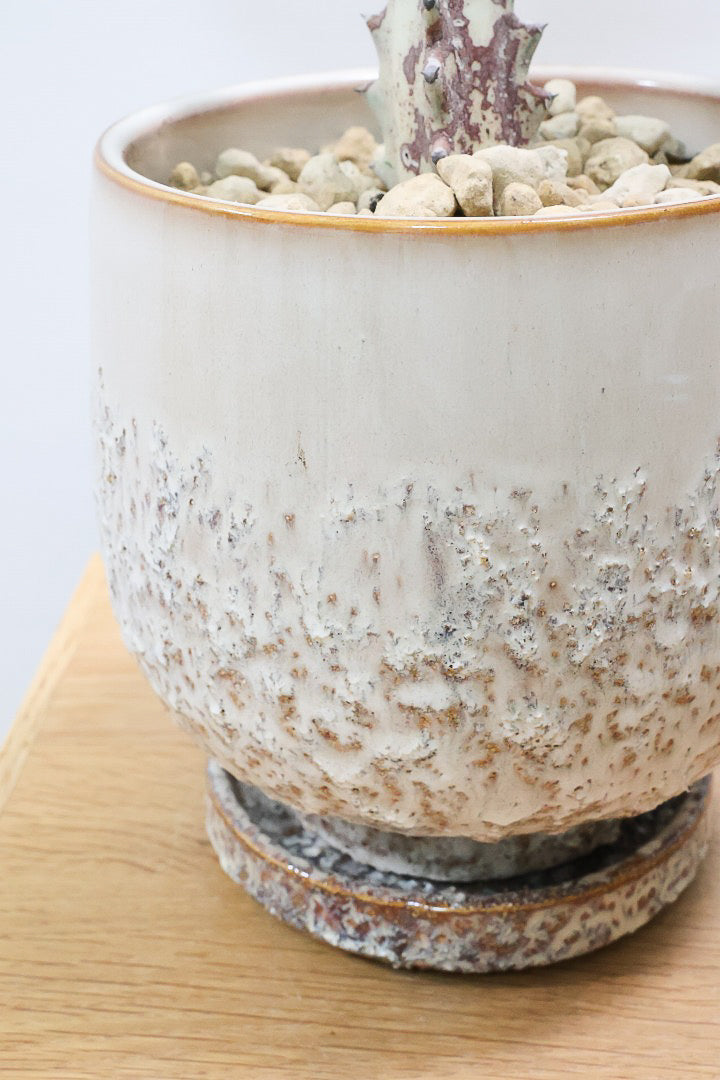 【ユーフォルビア ラクティア ホワイトゴースト】良い樹形!名前の通りホワイトの幹肌がとても美しい!意外と育てやすい!POTもこだわりのデザイン!