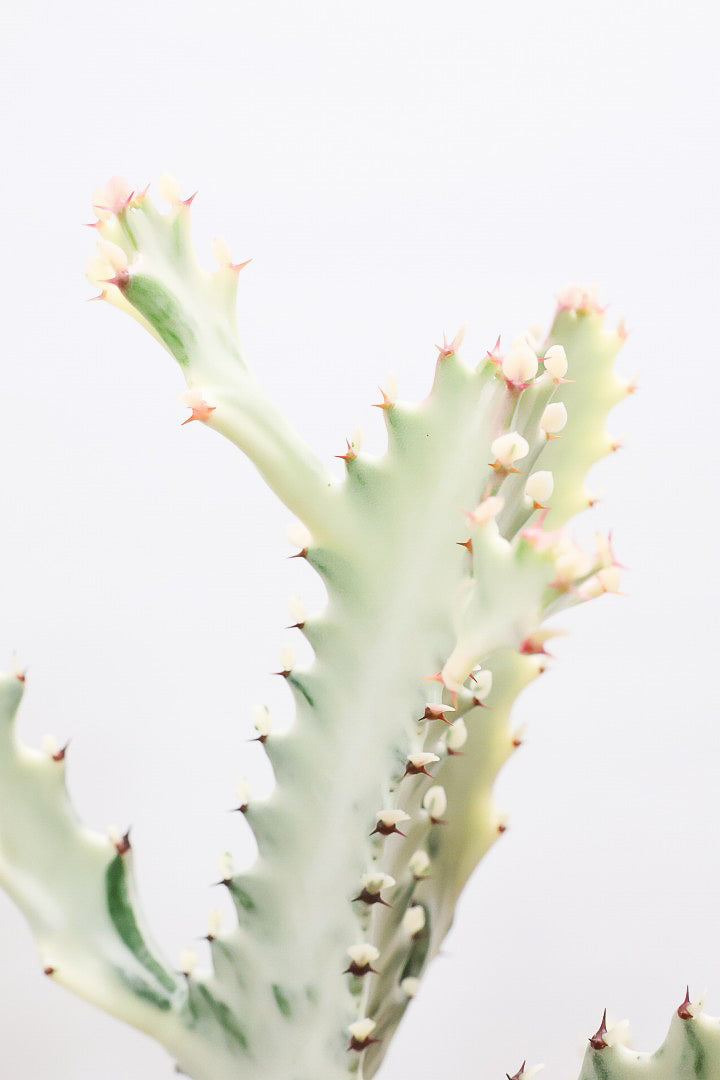 【ユーフォルビア ラクティア ホワイトゴースト】良い樹形!名前の通りホワイトの幹肌がとても美しい!意外と育てやすい!POTもこだわりのデザイン!