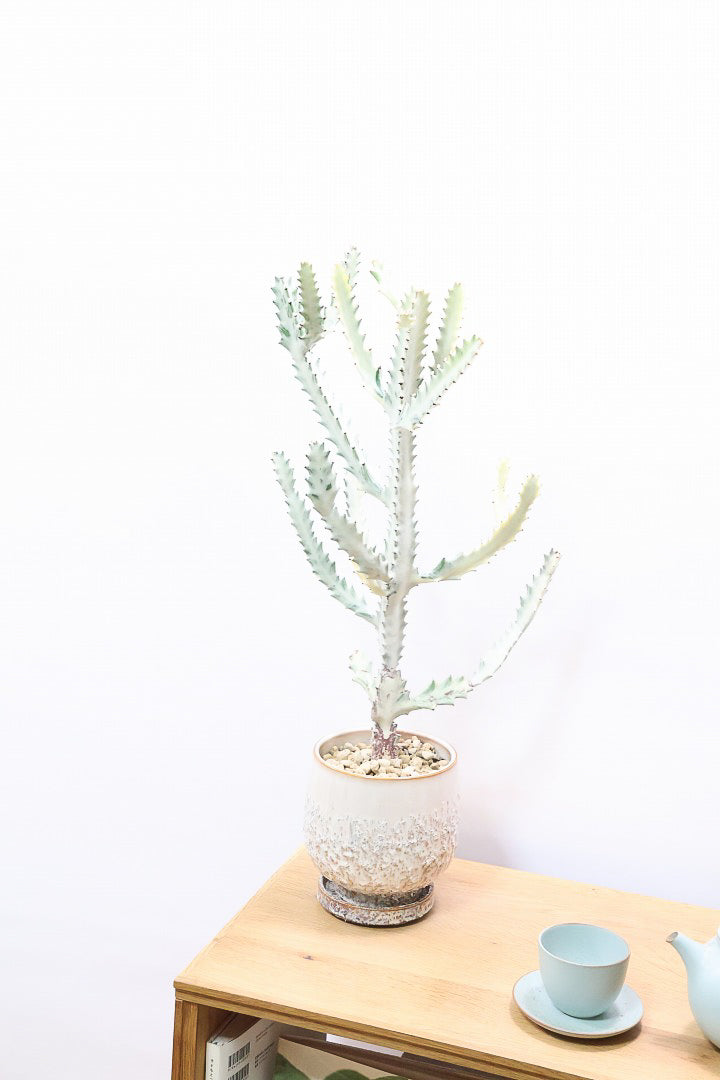 【ユーフォルビア ラクティア ホワイトゴースト】良い樹形!名前の通りホワイトの幹肌がとても美しい!意外と育てやすい!POTもこだわりのデザイン!