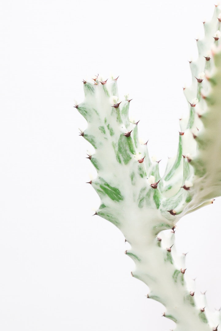 【ユーフォルビア ラクティア ホワイトゴースト】良い樹形!名前の通りホワイトの幹肌がとても美しい!意外と育てやすい!POTもこだわりのデザイン!