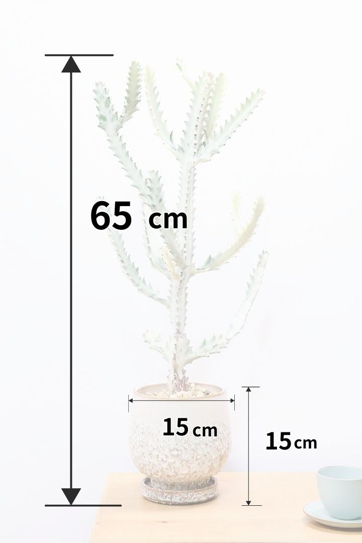 【ユーフォルビア ラクティア ホワイトゴースト】良い樹形!名前の通りホワイトの幹肌がとても美しい!意外と育てやすい!POTもこだわりのデザイン!