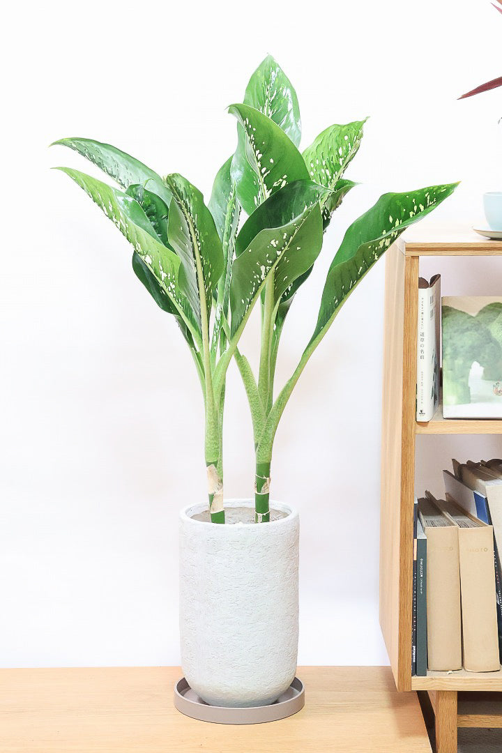 デヘンバキア ドラゴンスケールIV60526| 観葉植物の通信販売 | APEGO