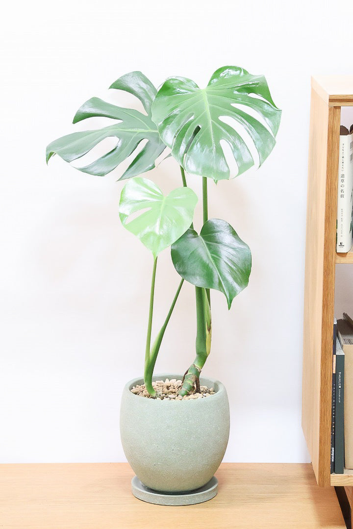 特大モンステラ モンステラ 大型 | 観葉植物通販HitoHana(ひとはな)